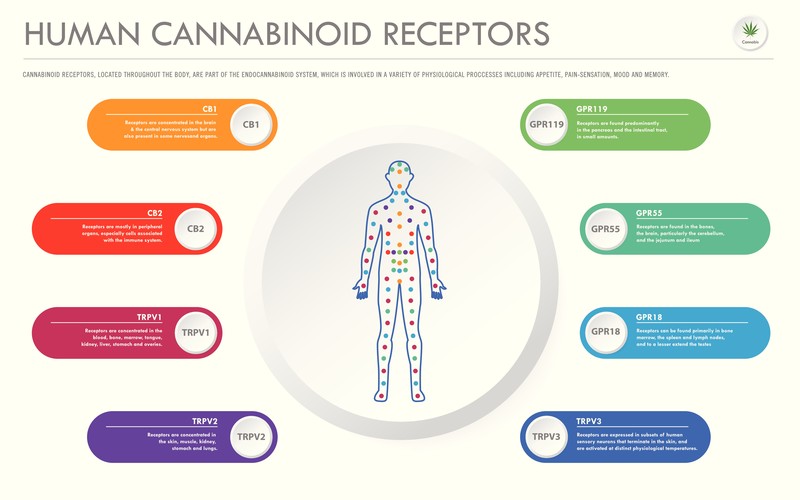 Cannabinoid-Rezeptoren in das Endocannabinoid-System